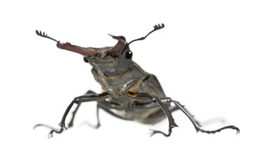 Male European Stag beetle, Lucanus cervus, against white background, studio shot clipart