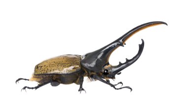 Male adulte Hercules beetle, Dynastes hercules, against white background, studio shot clipart