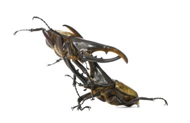 Male adulte Hercules beetles fighting, Dynastes hercules, agains clipart