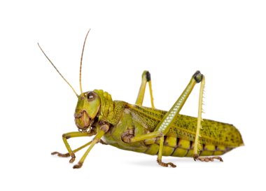 Side view Giant guianas locust, Tropidacris collaris, against white background, studio shot clipart