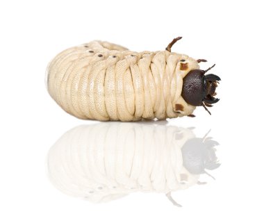 Larva of a Hercules beetle, Dynastes hercules, against white background, studio shot clipart