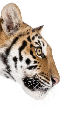 Close-up profile of Bengal tiger, Panthera tigris tigris, 1 year clipart