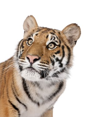 Close-up portrait of Bengal tiger, Panthera tigris tigris, 1 yea clipart