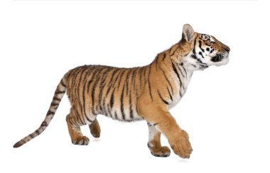 Bengal Tiger, Panthera tigris tigris, 1 year old, walking in front of white background, studio shot clipart