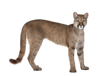 Portrait of Puma cub, Puma concolor, 1 year old, standing, studi clipart