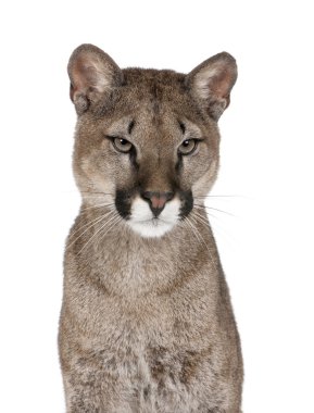 Portrait of Puma cub, Puma concolor, 1 year old, sitting against white background, studio shot clipart