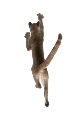 Rear view of Puma cub, Puma concolor, 1 year old, leaping in midair against white background, studio shot clipart
