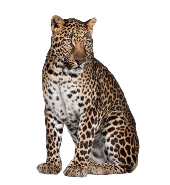 Portrait of leopard, Panthera pardus, sitting, studio shot clipart