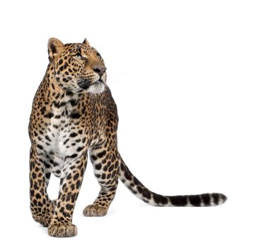 Leopard, Panthera pardus, walking and looking up against white background, studio shot