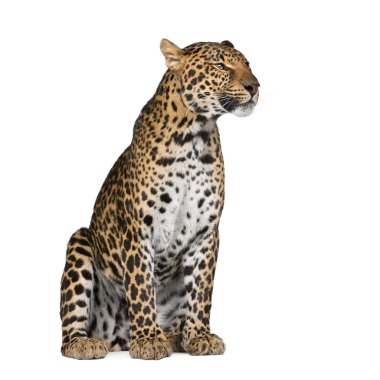 Portrait of leopard, Panthera pardus, sitting against white background, studio shot clipart