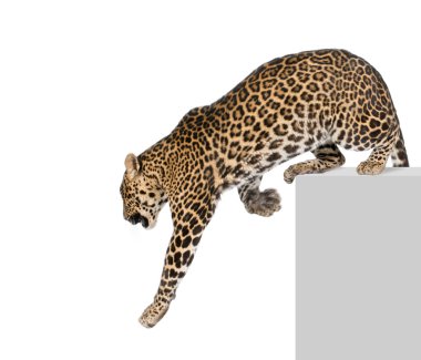 Leopard, Panthera pardus, climbing off pedestal against white background, studio shot clipart