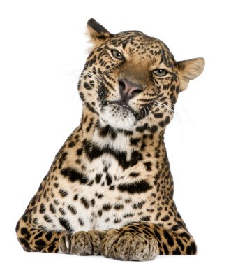Leopard, Panthera pardus, lying in front of white background clipart