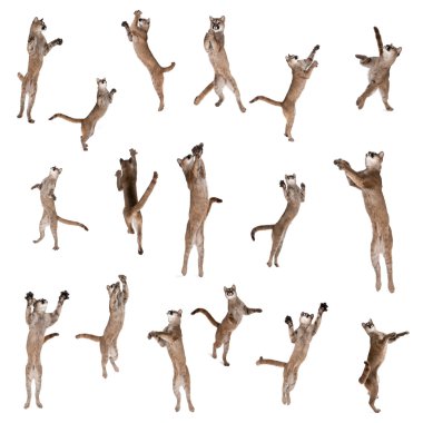 Multiple Pumas jumping in air against white background, studio shot clipart