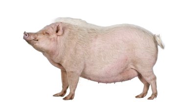 Side view of Gottingen minipig standing against white background, studio shot clipart