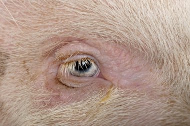 Close-up of Gottingen minipig eye and hair clipart