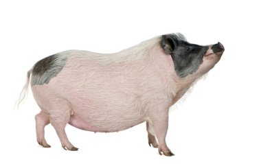 duruşmalarda minipig ayakta, atış stüdyo yan görünüm