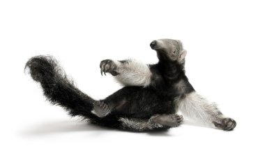 Young Giant Anteater, Myrmecophaga tridactyla, 3 months old, sitting in front of white background, studio shot clipart