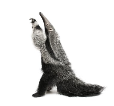 Young Giant Anteater, Myrmecophaga tridactyla, 3 months old, reaching up in front of white background, studio shot clipart