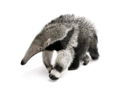 Young Giant Anteater, Myrmecophaga tridactyla, 3 months old, walking in front of white background, studio shot clipart