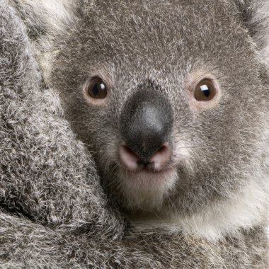 Close-up of Koala bear, Phascolarctos cinereus, 9 months old clipart