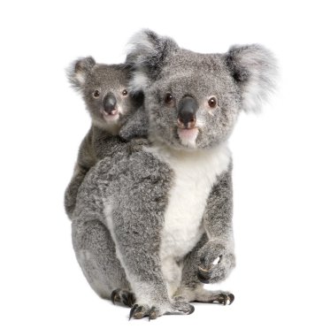 Portrait of Koala bears, 4 years old and 9 months old, Phascolarctos cinereus, in front of white background clipart