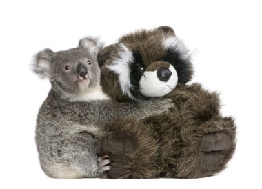 Portrait of male Koala bear hugging teddy bear, Phascolarctos cinereus, 9 months old, in front of white background clipart