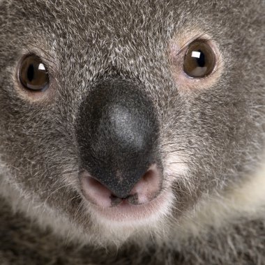 yakın çekim portre erkek Koala bear, phascolarctos cinereus, 3 yaşında