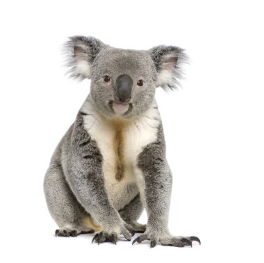 Portrait of male Koala bear, Phascolarctos cinereus, 3 years old clipart