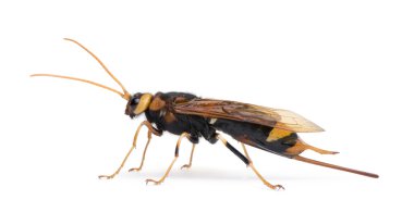 Horntail wasp, Urocerus gigas clipart