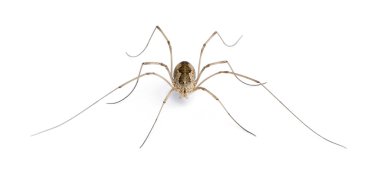 Opiliones spider in front of white background, studio shot clipart