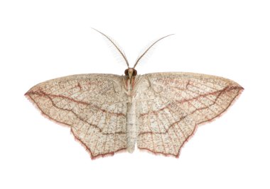 Blood-vein moths, Timandra comae clipart