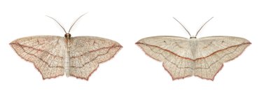 Blood-vein moths, Timandra comae clipart