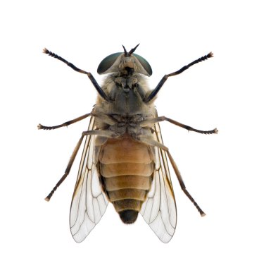 High angle view of pale giant horse fly, Tabanus bovinus, clipart