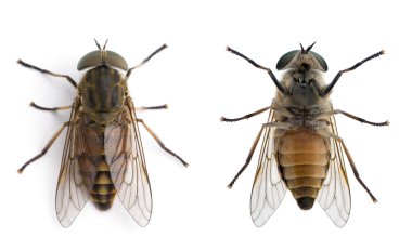 High angle view of pale giant horse fly, Tabanus bovinus, clipart