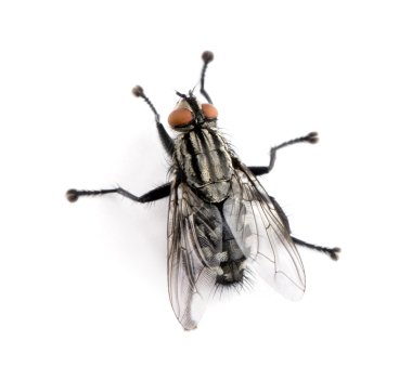 Flesh fly in front of white background, studio shot clipart