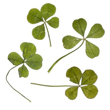 Four four-leaf clovers in front of white background, studio shot clipart