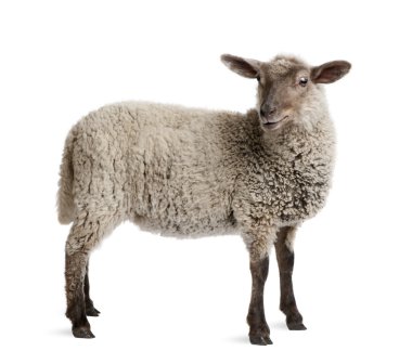 Lamb, 5 months old, standing in front of white background, studi clipart