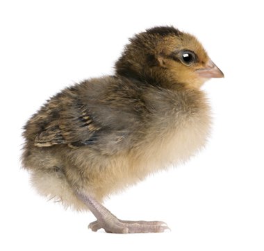 Chick, 3 days old, standing in front of white background clipart