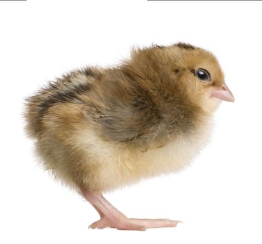 Araucana, also known as a South American Rumpless chick, 2 days old, standing in front of white background clipart