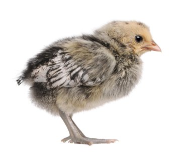 Hamburg chicken standing in front of white background, studio shot clipart