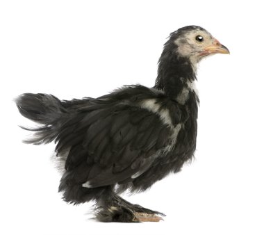 The Pekin, a breed of bantam chicken, 36 days old, standing in front of white chicken clipart