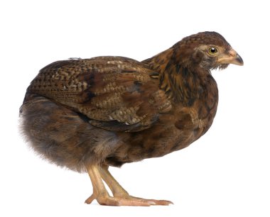 Araucana, also known as a South American Rumpless, 44 days old, in front of white background clipart