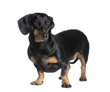 Dachshund, 6 years old clipart