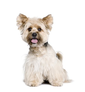 Biewer Terrier, 4 years old clipart