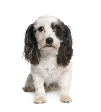 Harvanese Bichon, 4 years old, in front of white background clipart