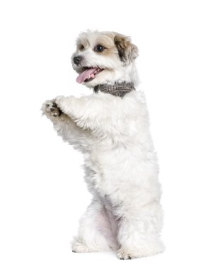 Mixed-Breed Dog between a Bichon and a Jack Russell standing on hind legs, 7 years old clipart