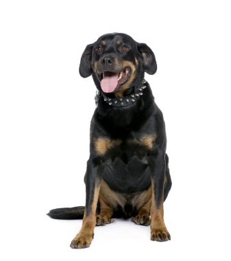 Rottweiler, 6 yıl yaşlı, beyaz arka plan, stüdyo çekim oturan