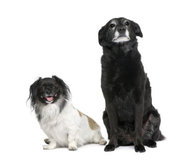 Two bastard dogs, 3 and 11 years old, sitting in front of white background clipart