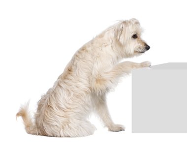 Pyrenean Shepherd, 2 years old clipart