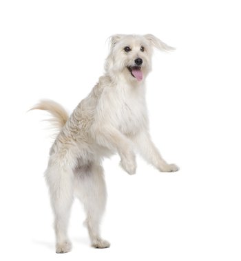 Pyrenean Shepherd, 2 years old clipart